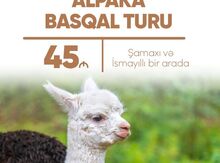 Alpaka Basqal turu