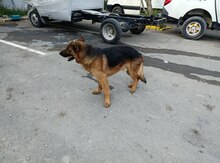 Alman ovçarkası