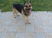 Alman ovçarkası