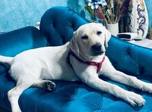 Labrador Retriver