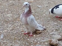 Göyərçin