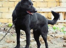 Alman ovçarkası