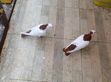 Göyərçin 