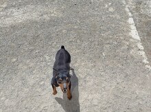 Doberman