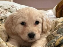 Rotveyler 