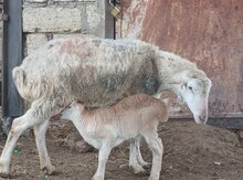 Qoyunlar