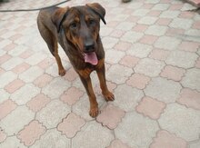 Doberman