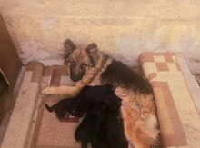 Alman ovçarkası balası
