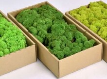 Təbii moss ( mamır, xarici )