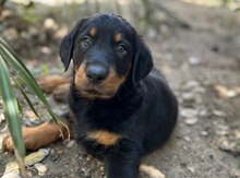 Doberman balası