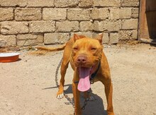 Pitbul
