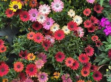 Osteospermum