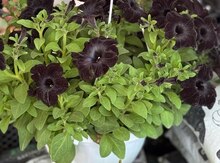 Pelargonia