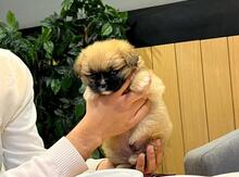 Mini pekines