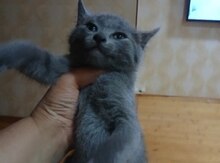 Pişik
