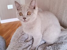 Британские кошки 