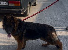 Alman ovçarkası