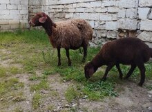 Qala qoyunları
