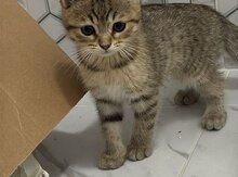 Британские котята