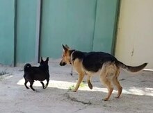 Alman ovçarkası
