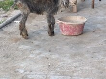 Keçi 