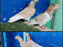 Göyərçin