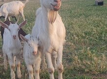 Saanen keçisi