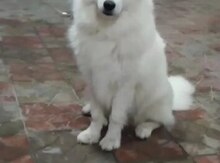 Samoyed
