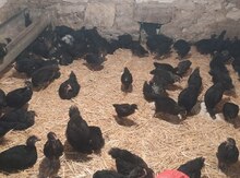 Ataks cücələri