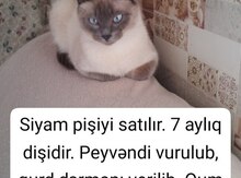 Siam pişiyi