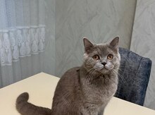 Şotland pişiyi