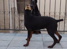 Doberman