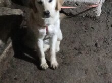 Labrador Retriver