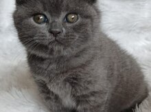Котенок 