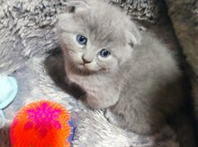 Şotland pişiyi 