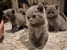 Britan pişik balaları