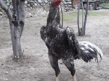 Xoruz