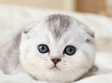 Шотландские Шиншиллы