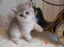 Şinşilla pişiyi