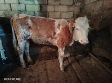Simmental düyə 