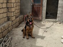 Alman ovçarkası