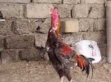 Heyratı xoruz