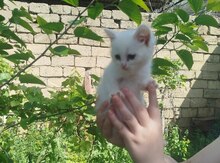 Şotland pişiyi balaları