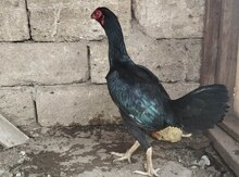 Heyratı fere