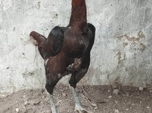 Heyratı fərə