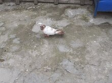 Göyərçin 