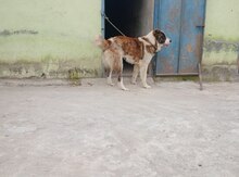 Qurdbasar