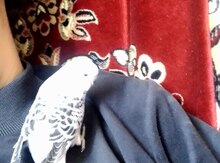 Tutuquşu 