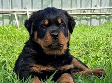 Rotveyler 