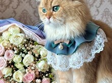 Qızılı şinşilla pişiyi (cütləşdirmək üçün)